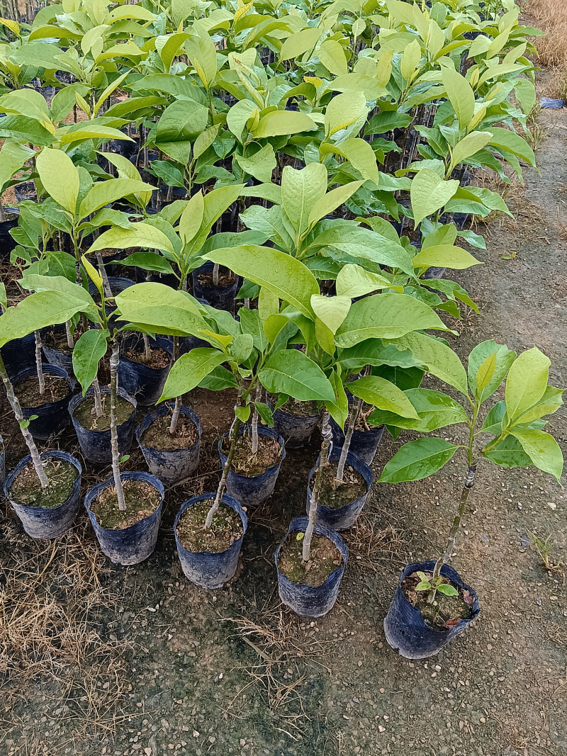 玉兰花/白玉兰/正品嫁接苗