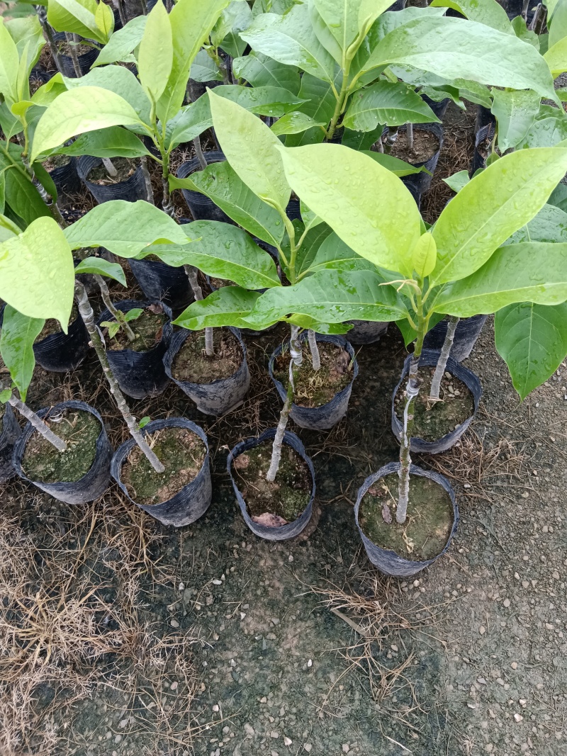 玉兰花/白玉兰/正品嫁接苗