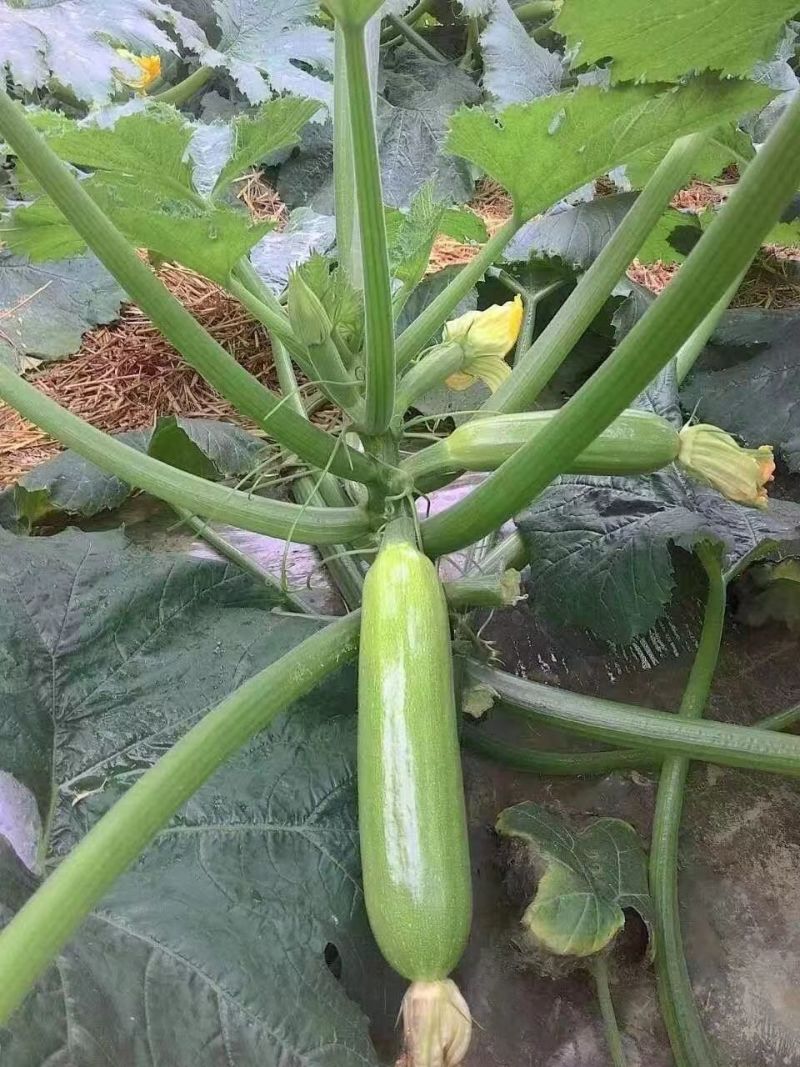 冬之绿西葫芦种子菜瓜种籽早熟深翠绿长棒型抗病春秋高