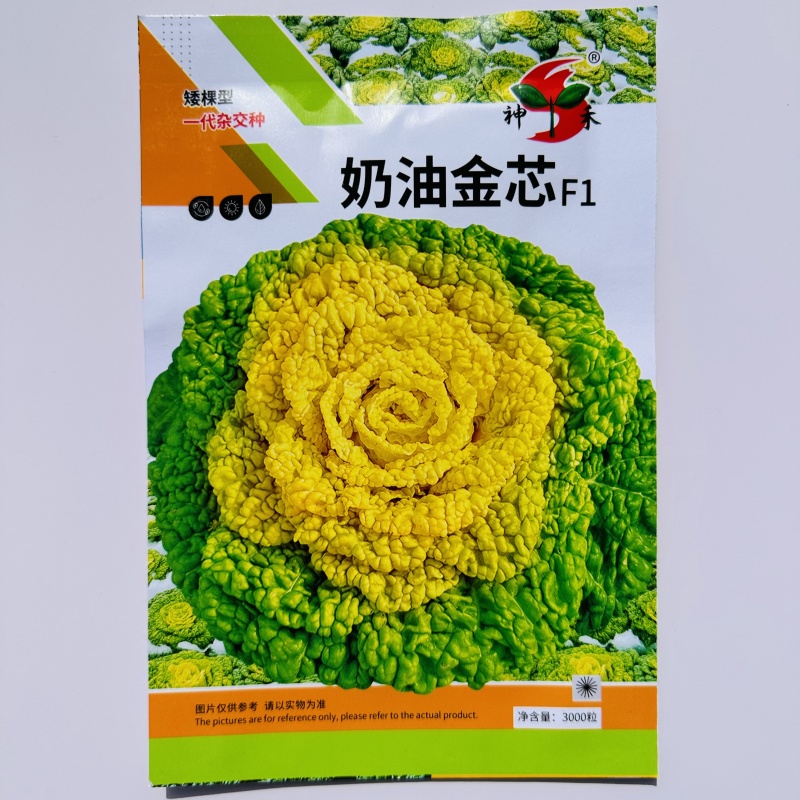 杂交一代黄心乌場菜种子叶片近圆形奶油黄心乌种子