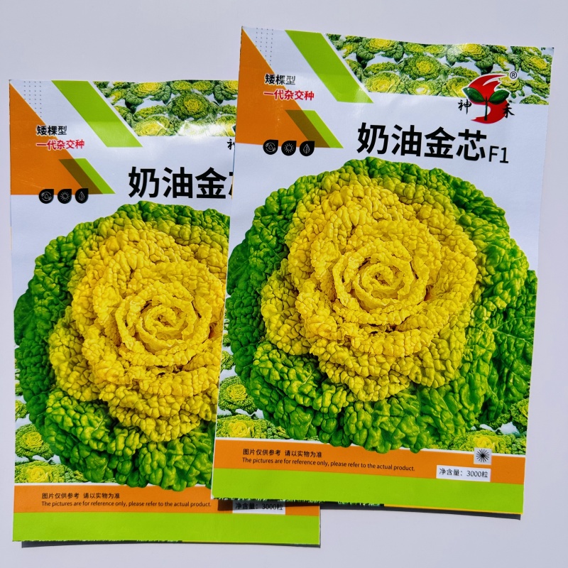 杂交一代黄心乌場菜种子叶片近圆形奶油黄心乌种子