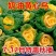杂交一代黄心乌場菜种子叶片近圆形奶油黄心乌种子