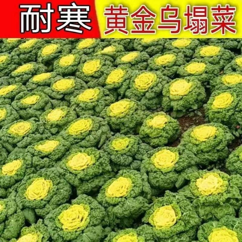 杂交一代黄心乌場菜种子叶片近圆形奶油黄心乌种子