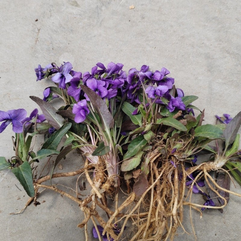 紫花地丁