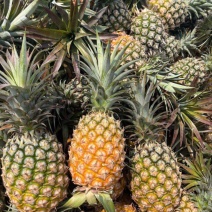 凤梨