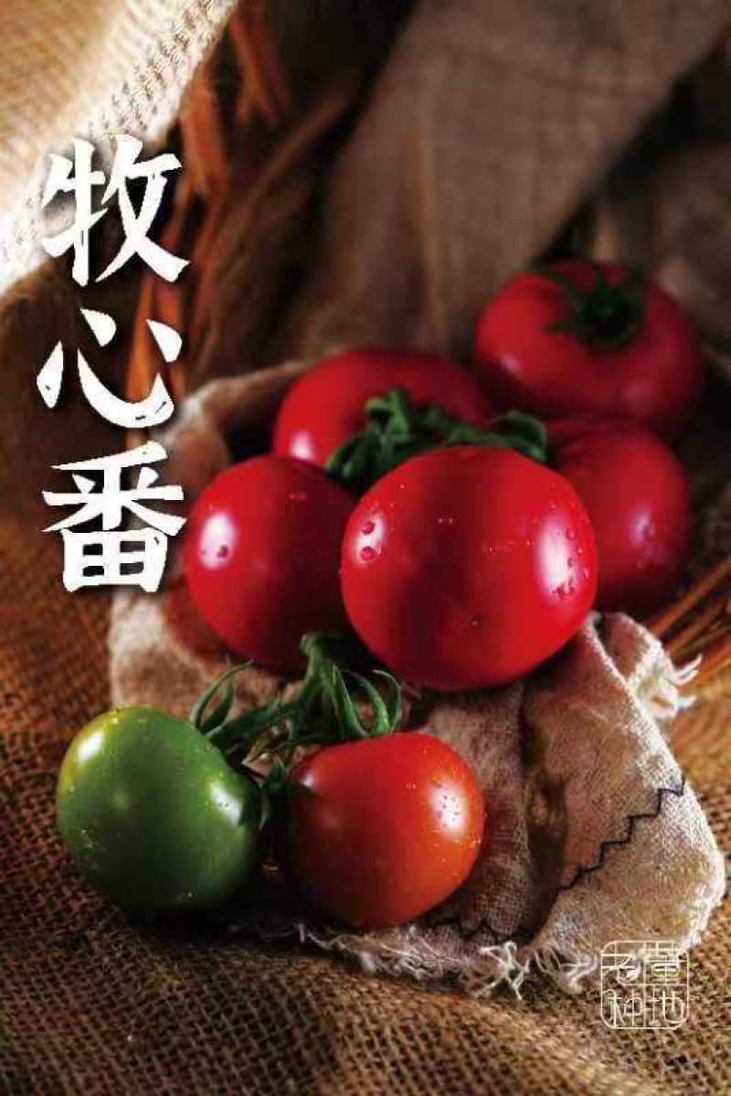 牧心番茄，现货大量上市，品质保证规格齐全，欢迎咨询