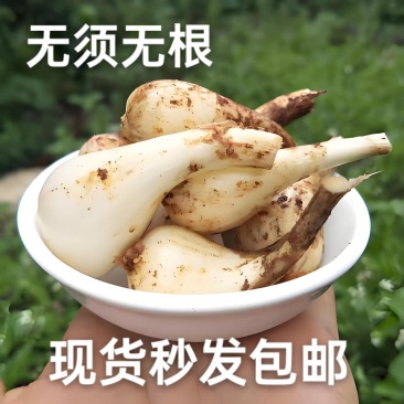 荞头泡菜原材料藠头