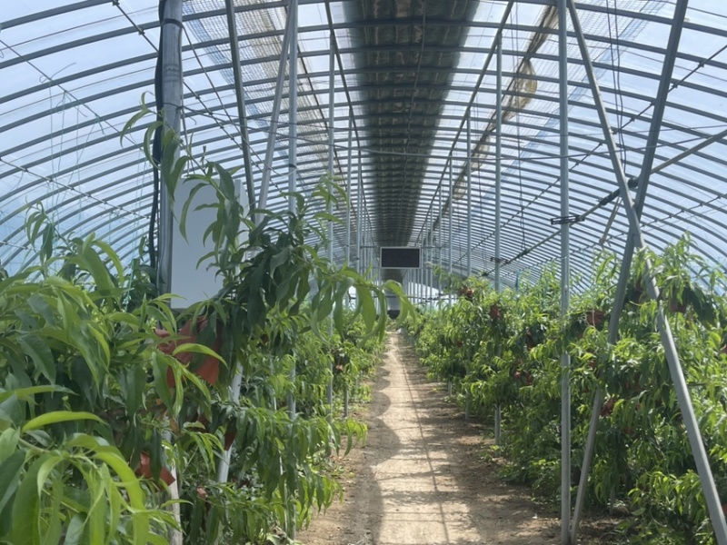 突围水蜜桃，一级市场，电商，都可代办。优质果，次果。