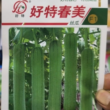 丝瓜种子好特春美早熟结瓜密抗病产量高带鲜花品质好