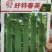 丝瓜种子好特春美早熟结瓜密抗病产量高带鲜花品质好