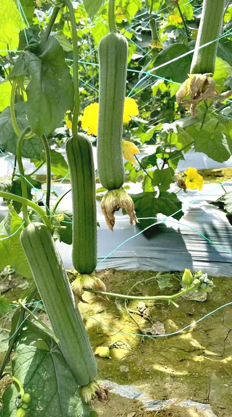 丝瓜种子好特春美早熟结瓜密抗病产量高带鲜花品质好