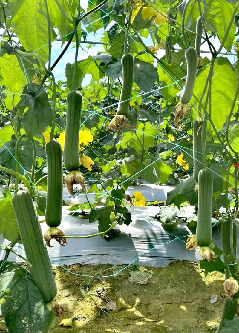 丝瓜种子好特春美早熟结瓜密抗病产量高带鲜花品质好