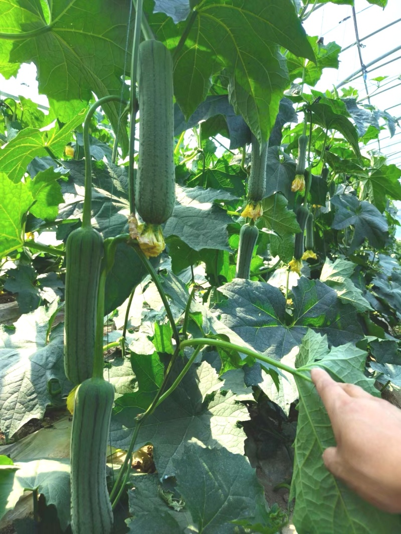 丝瓜种子好特春美早熟结瓜密抗病产量高带鲜花品质好