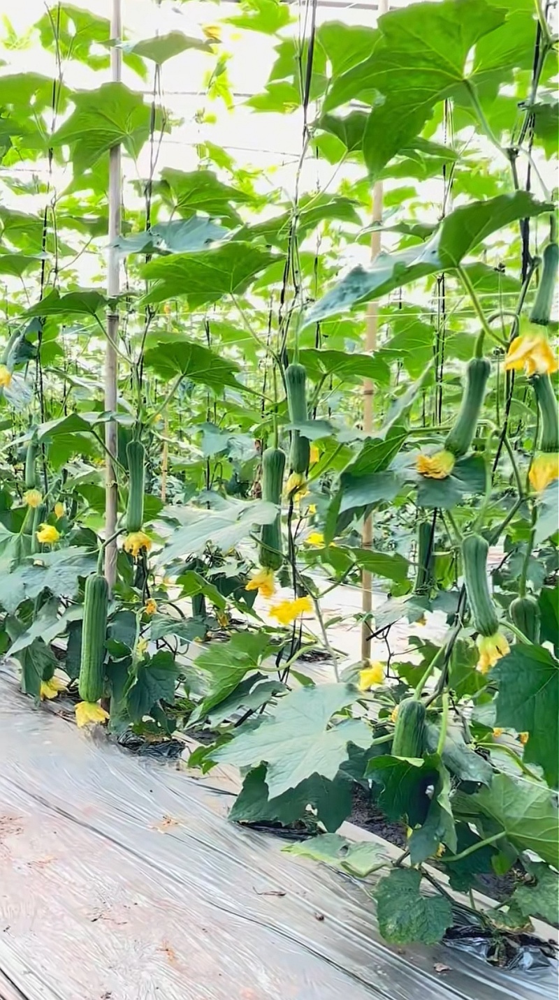 丝瓜种子好特春美早熟结瓜密抗病产量高带鲜花品质好