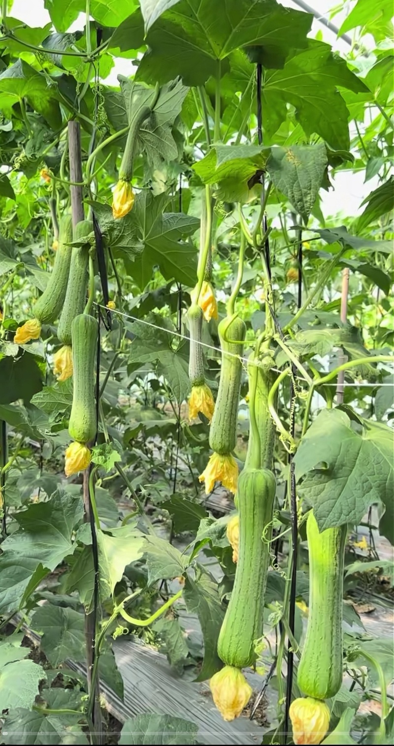 丝瓜种子好特春美早熟结瓜密抗病产量高带鲜花品质好