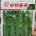 丝瓜种子好特春美早熟结瓜密抗病产量高带鲜花品质好