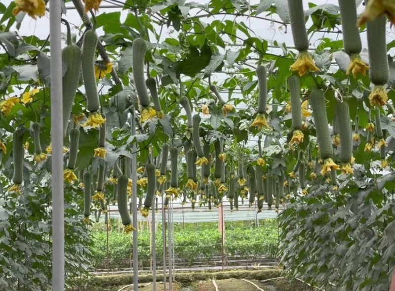 丝瓜种子好特春美早熟结瓜密抗病产量高带鲜花品质好