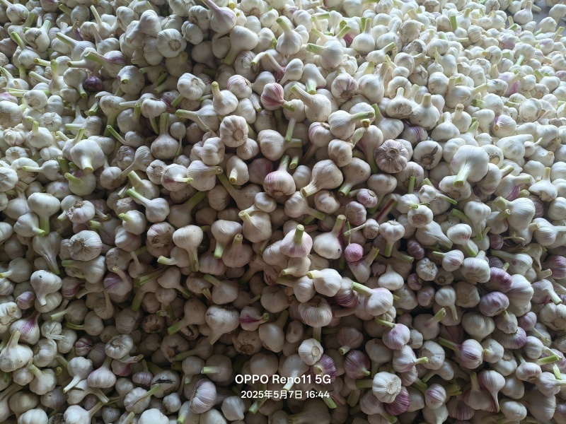 河南商丘扒皮蒜，大量上市，支持电商，市场，欢迎老板骚扰。
