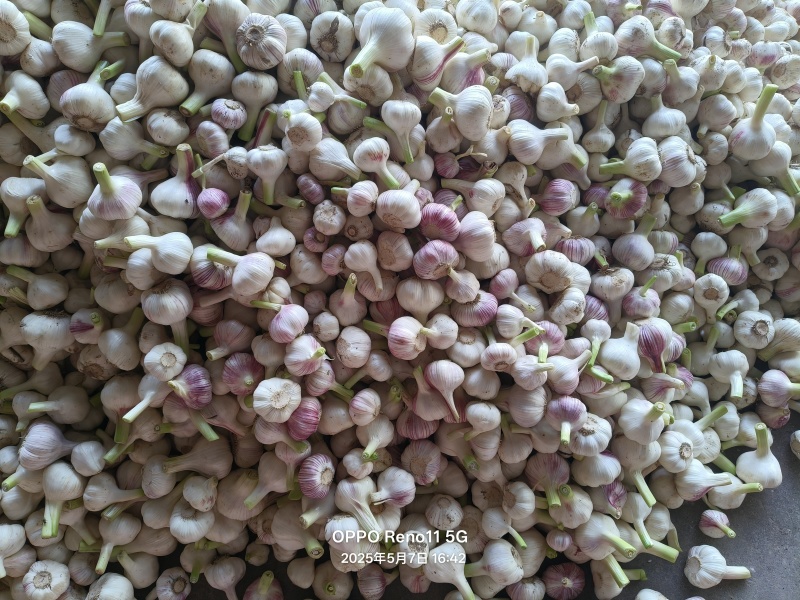 河南商丘扒皮蒜，大量上市，支持电商，市场，欢迎老板骚扰。
