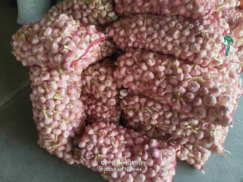 河南商丘扒皮蒜，大量上市，支持电商，市场，欢迎老板骚扰。