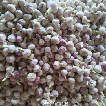 河南商丘扒皮蒜,大量上市,支持电商,市场,欢迎老板骚扰。