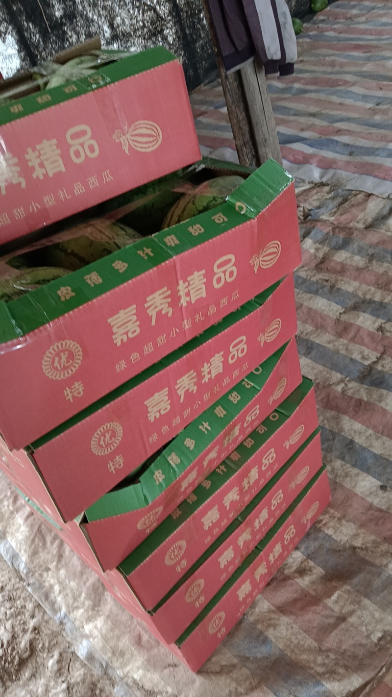 湖北江夏金口大量嘉秀西瓜上市中，欢迎全国客高订单！