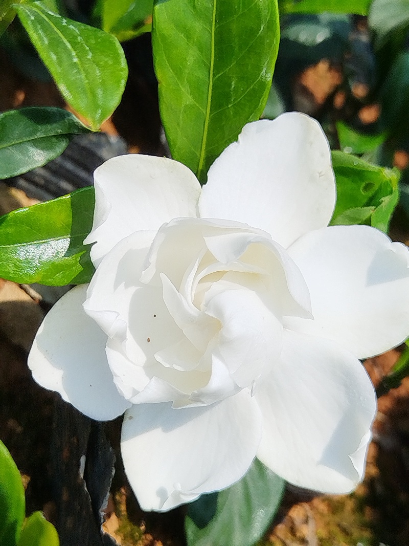 中叶栀子花四川趴枝玫瑰栀子趴枝玫瑰