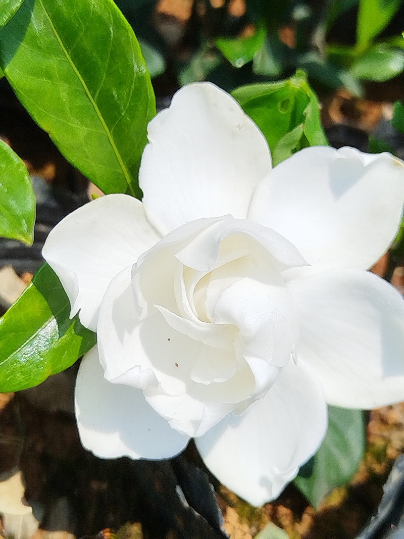 中叶栀子花四川趴枝玫瑰栀子趴枝玫瑰