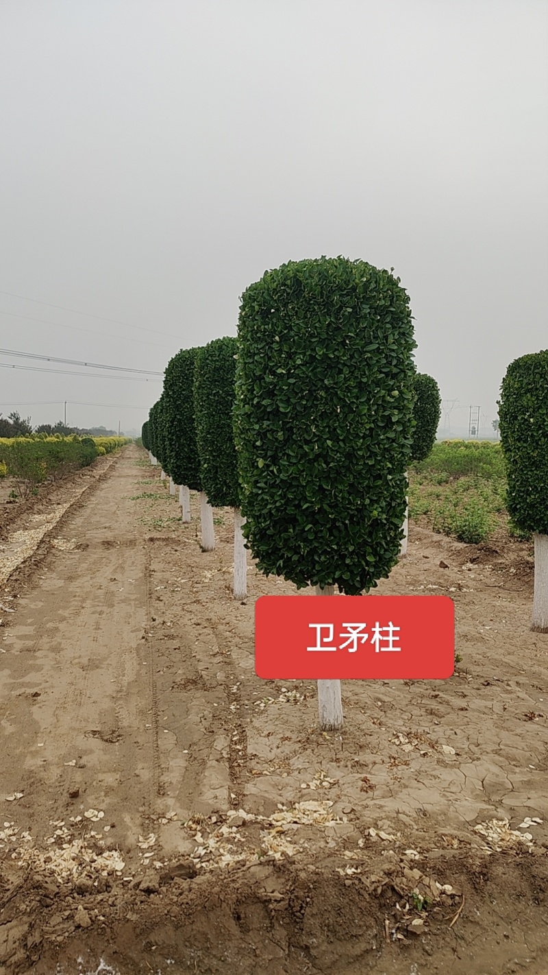 河北定州卫矛柱独杆绿化苗木树苗乔灌木一手货源现挖现卖