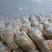 优质蒜米，市场蒜米，工厂蒜米，品种齐全：可定制欢迎来电