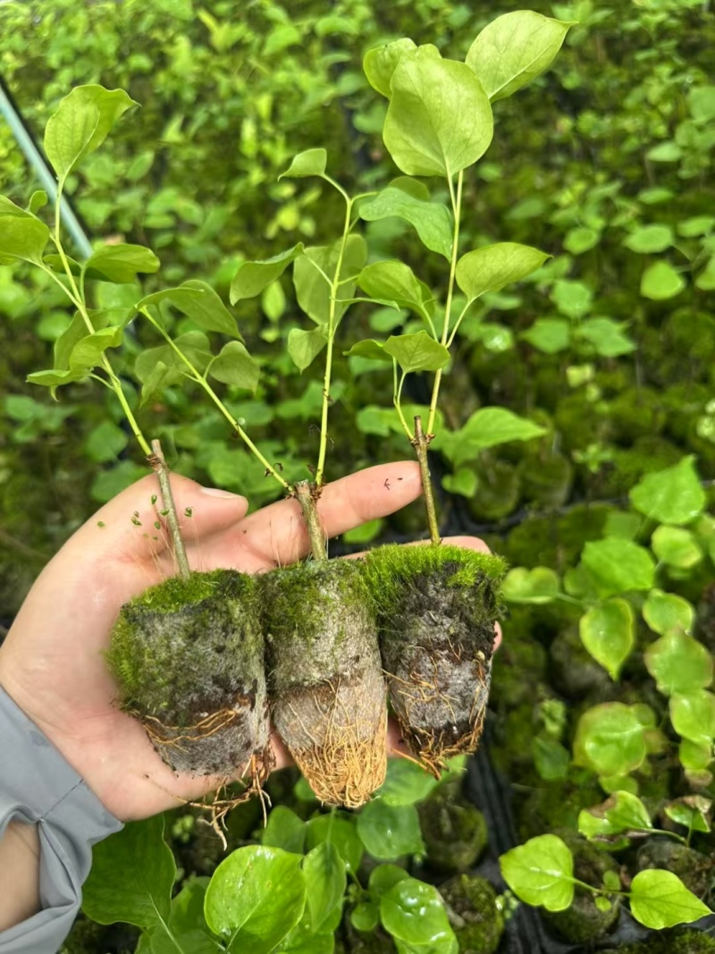 紫丁香袋苗耐-20°用于园林工程绿化花束庭院全国发