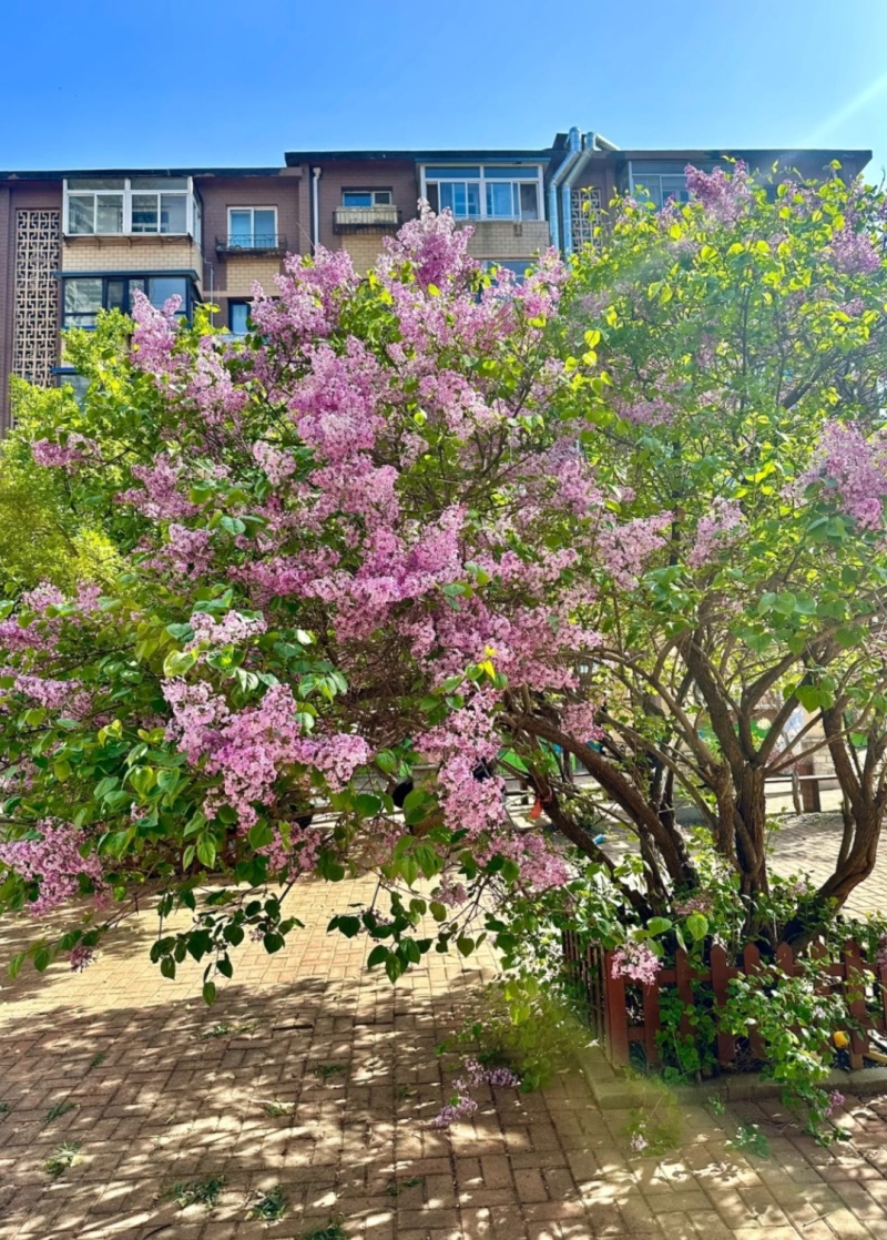 紫丁香袋苗耐-20°用于园林工程绿化花束庭院全国发