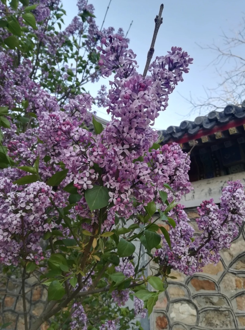 紫丁香袋苗耐-20°用于园林工程绿化花束庭院全国发