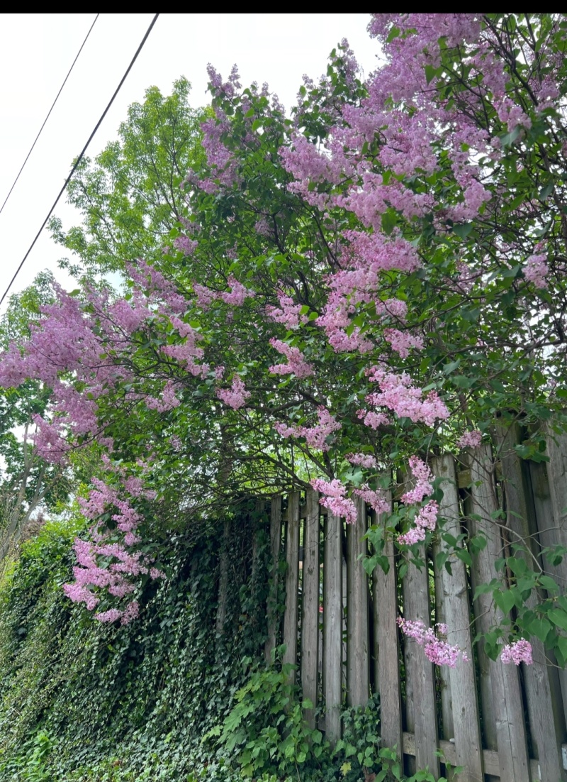 紫丁香袋苗耐-20°用于园林工程绿化花束庭院全国发