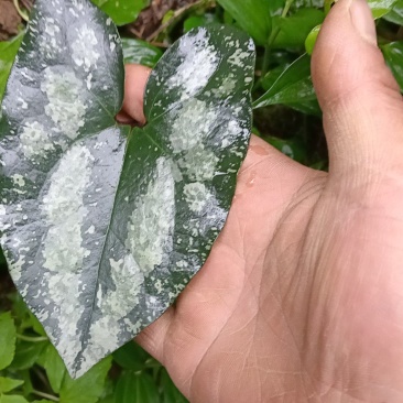 细莘，贵州本地，干货水洗晒干，欢迎订购