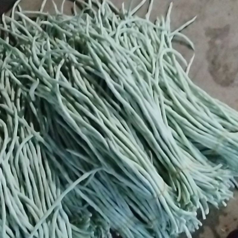 武汉市东西湖区辛安渡豆角基地大量上市需要的老板联系