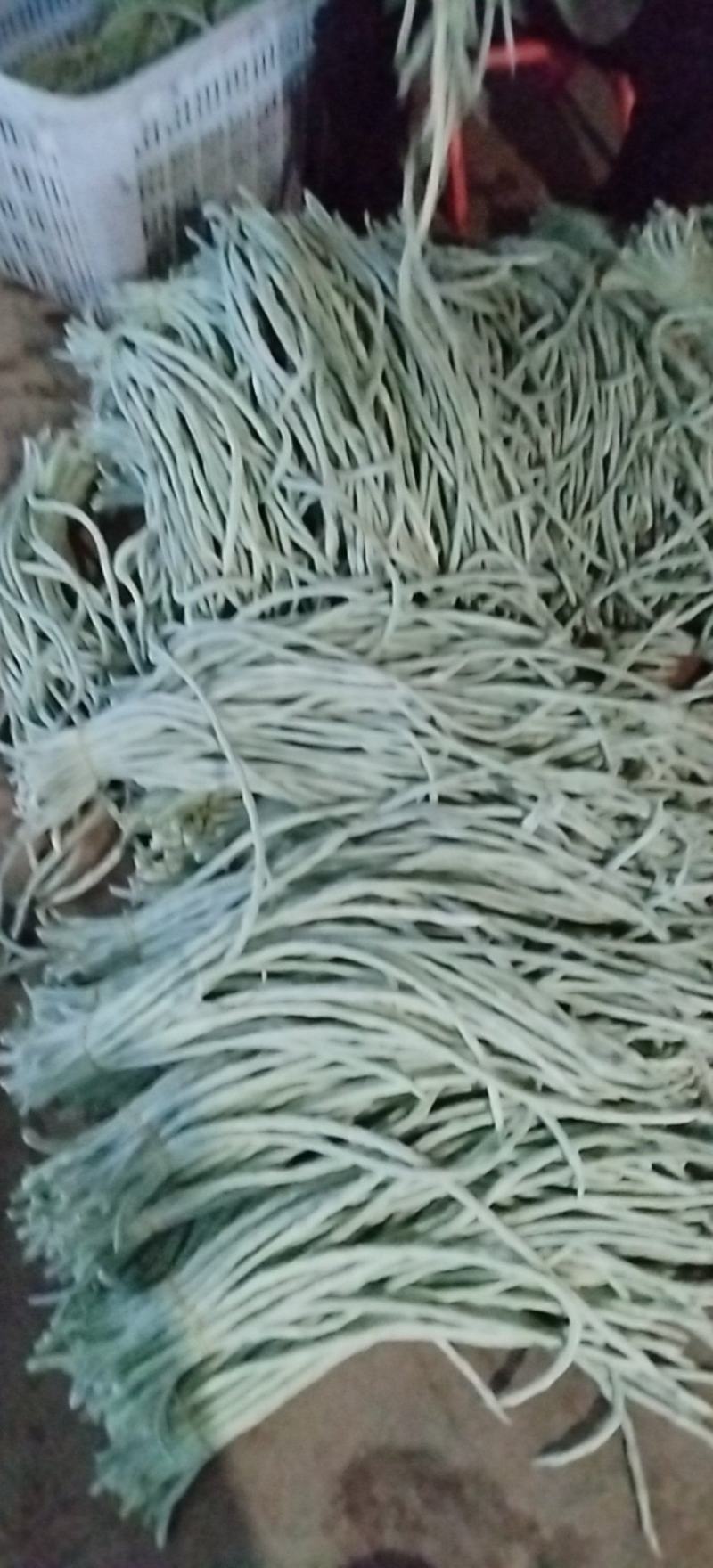 武汉市东西湖区辛安渡豆角基地大量上市需要的老板联系