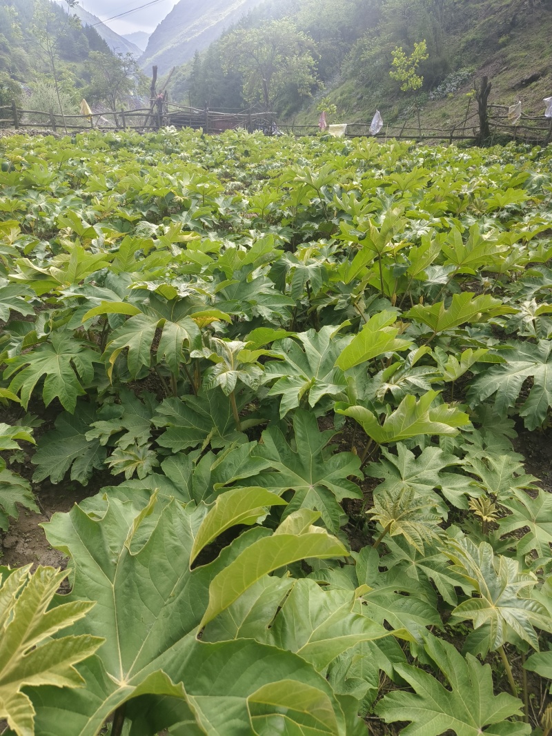 正宗大通草种苗现挖带泥，成活率高基地直发量大优惠