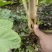 正宗大通草种苗现挖带泥，成活率高基地直发量大优惠