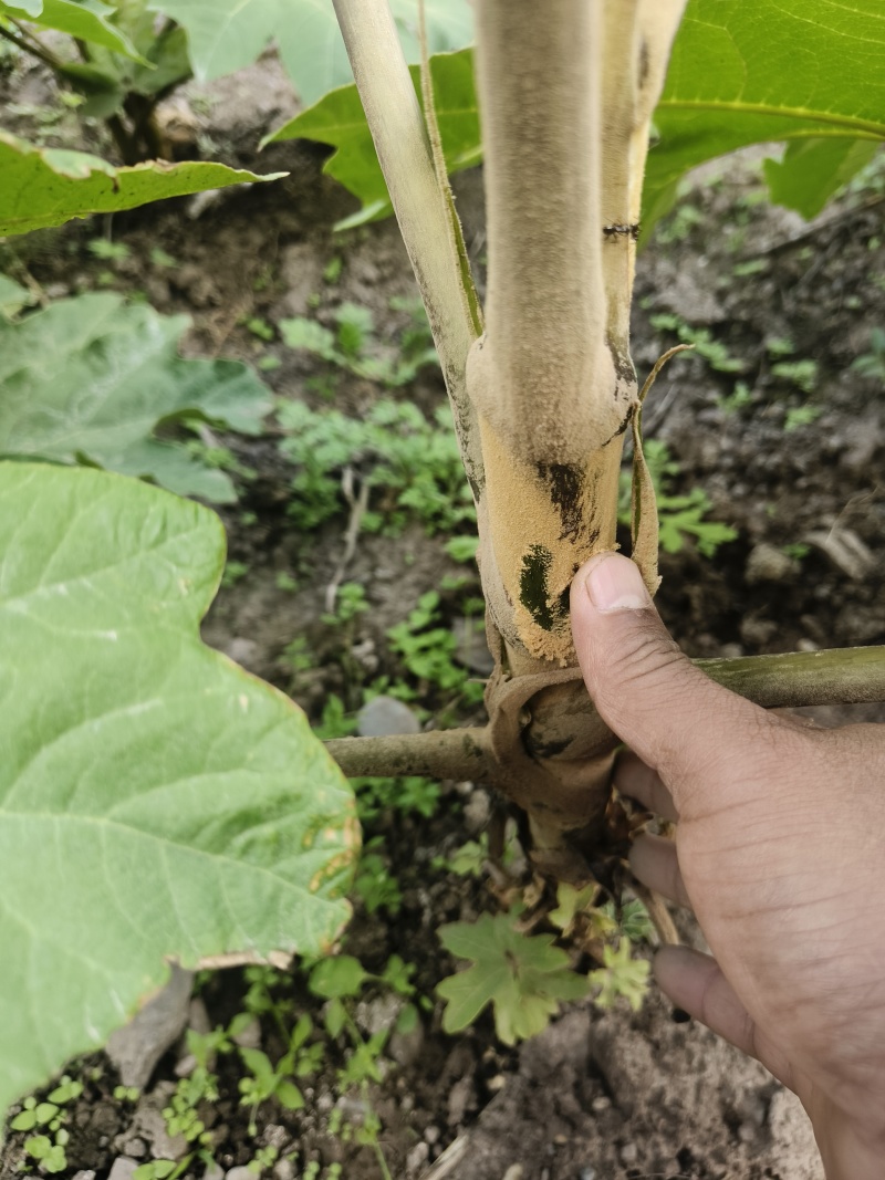 正宗大通草种苗现挖带泥，成活率高基地直发量大优惠