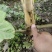 正宗大通草种苗现挖带泥，成活率高基地直发量大优惠