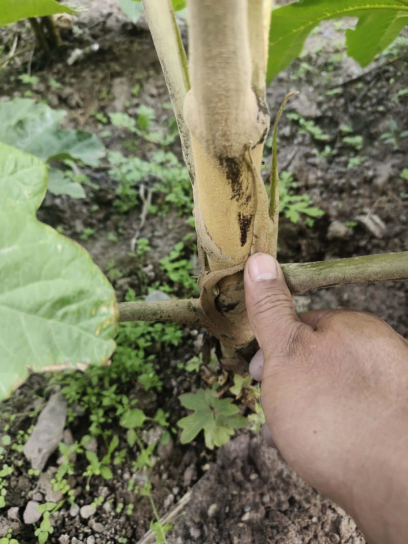 正宗大通草种苗现挖带泥，成活率高基地直发量大优惠