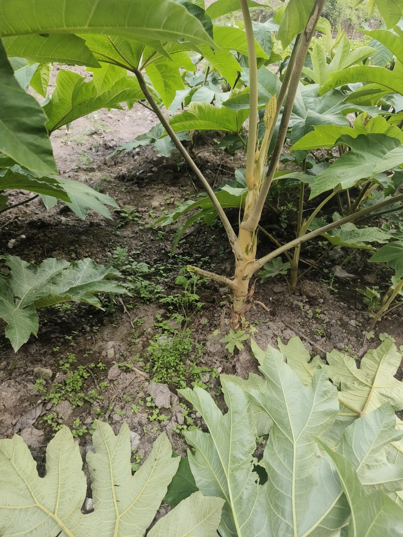 正宗大通草种苗现挖带泥，成活率高基地直发量大优惠