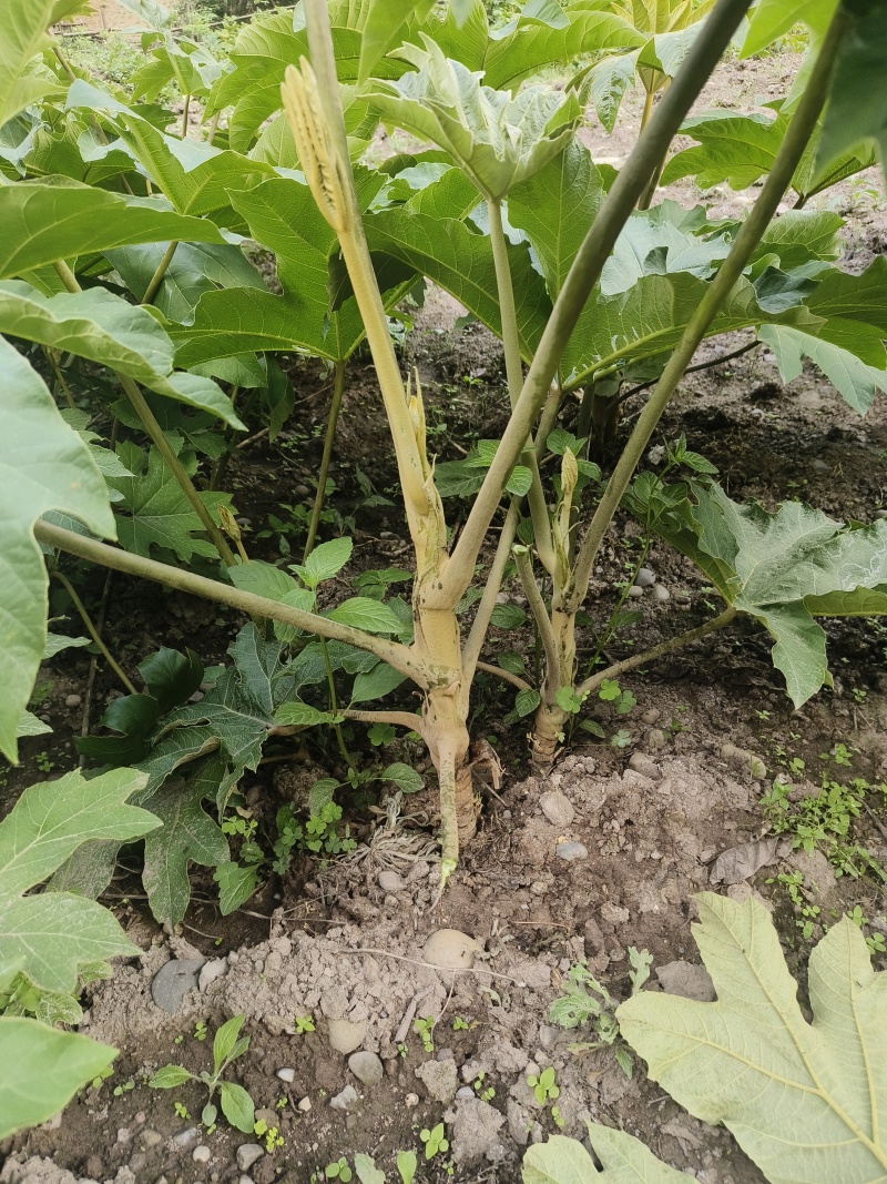 正宗大通草种苗现挖带泥，成活率高基地直发量大优惠