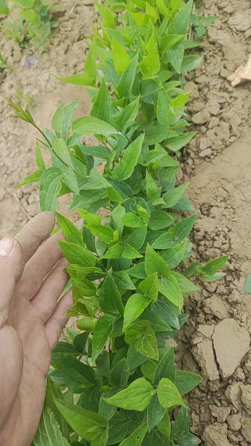 威灵仙苗自家种植两年量大优惠欢迎咨询