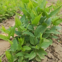 威灵仙苗自家种植两年量大优惠欢迎咨询