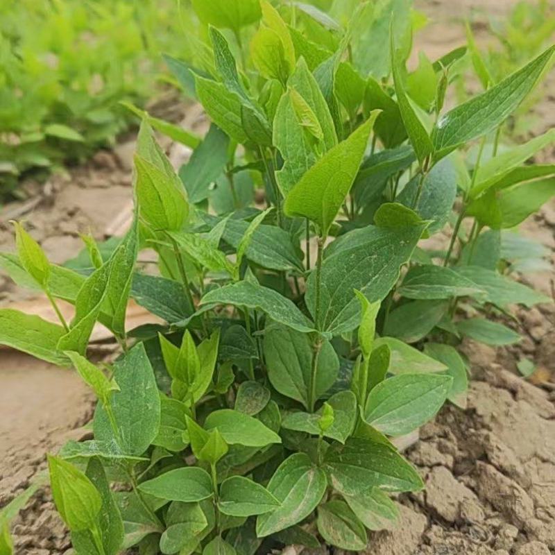 威灵仙苗自家种植两年量大优惠欢迎咨询