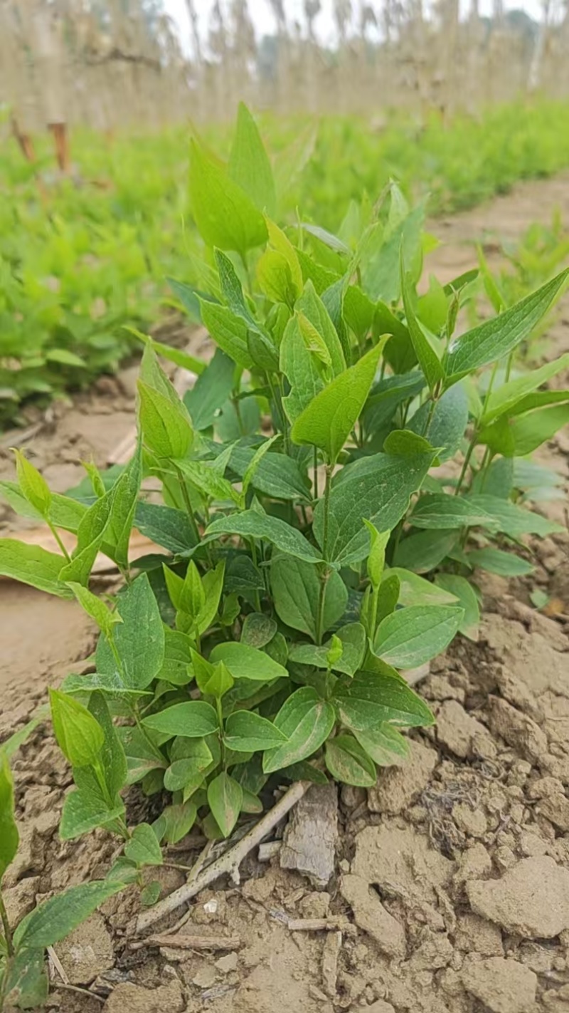威灵仙苗自家种植两年量大优惠欢迎咨询