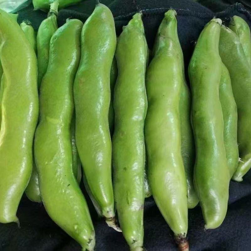 基地大板蚕豆大荚大粒饱满鲜嫩产地直供大量现货批发