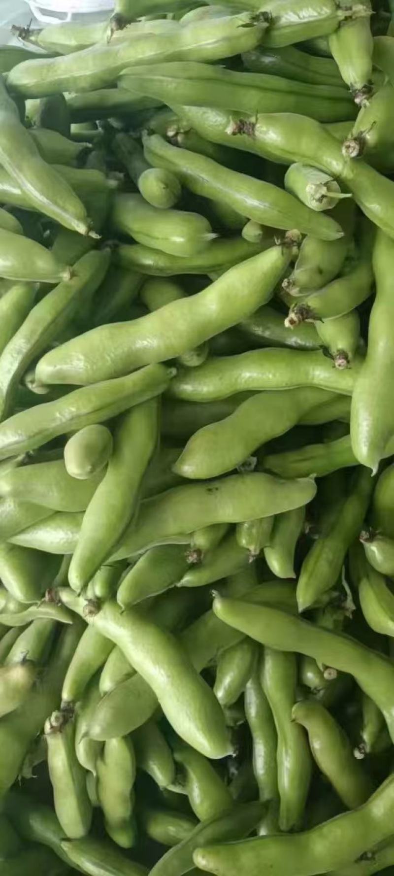 基地大板蚕豆大荚大粒饱满鲜嫩产地直供大量现货批发